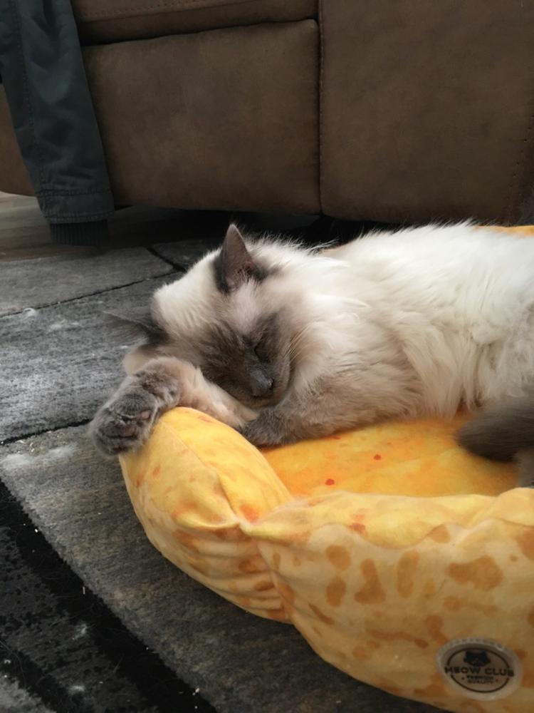 Cute Pizza Cat Bed - Customer Photo From Alyssa Collins