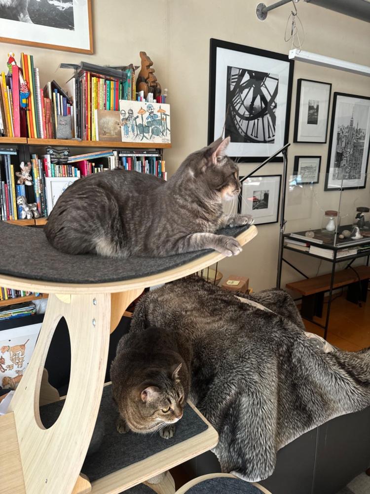 Jungle Gym Cat Tree 2.0 - Customer Photo From Michael Recchiuti