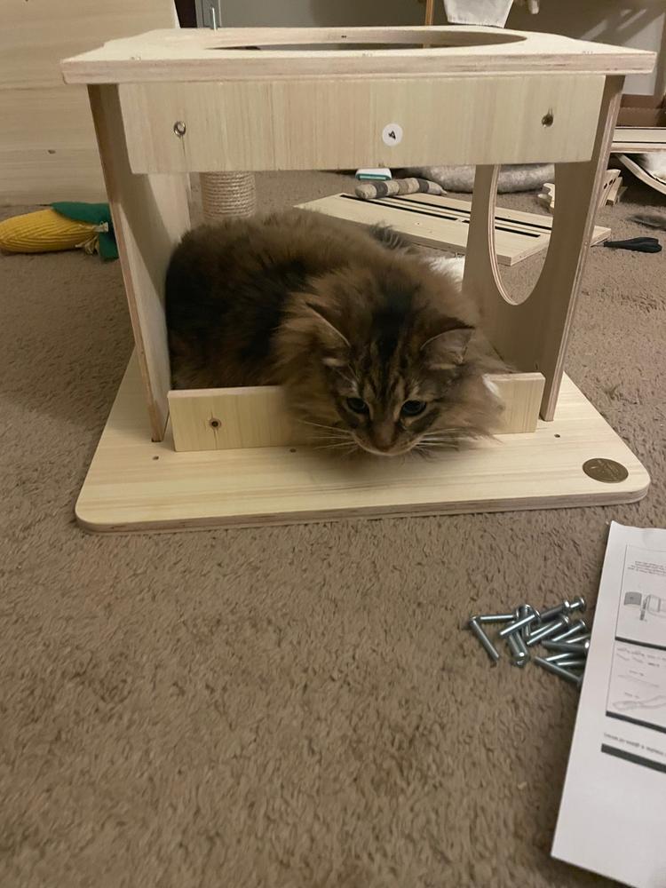 Jungle Gym Cat Tree 2.0 - Customer Photo From Jenn