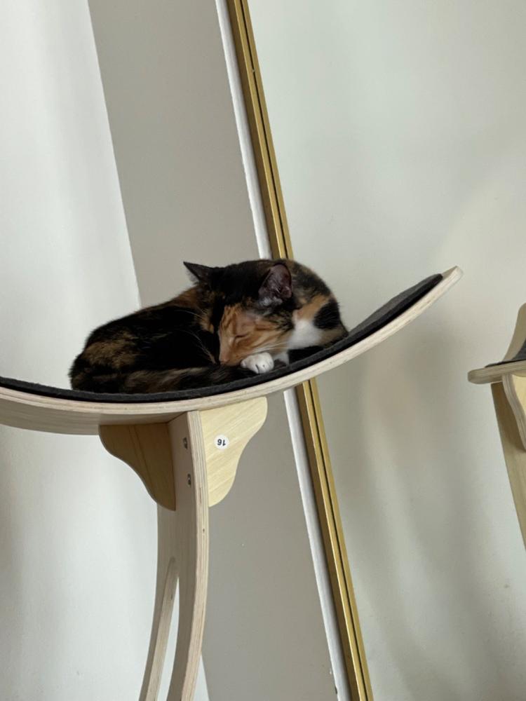 Jungle Gym Cat Tree 2.0 - Customer Photo From Justine Taylor
