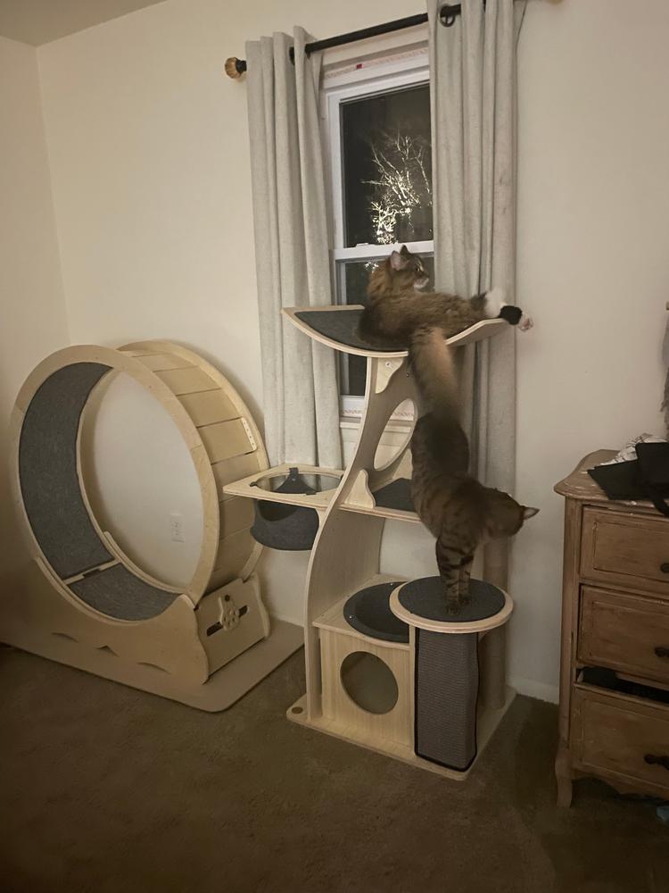 Jungle Gym Cat Tree 2.0 - Customer Photo From Jenn