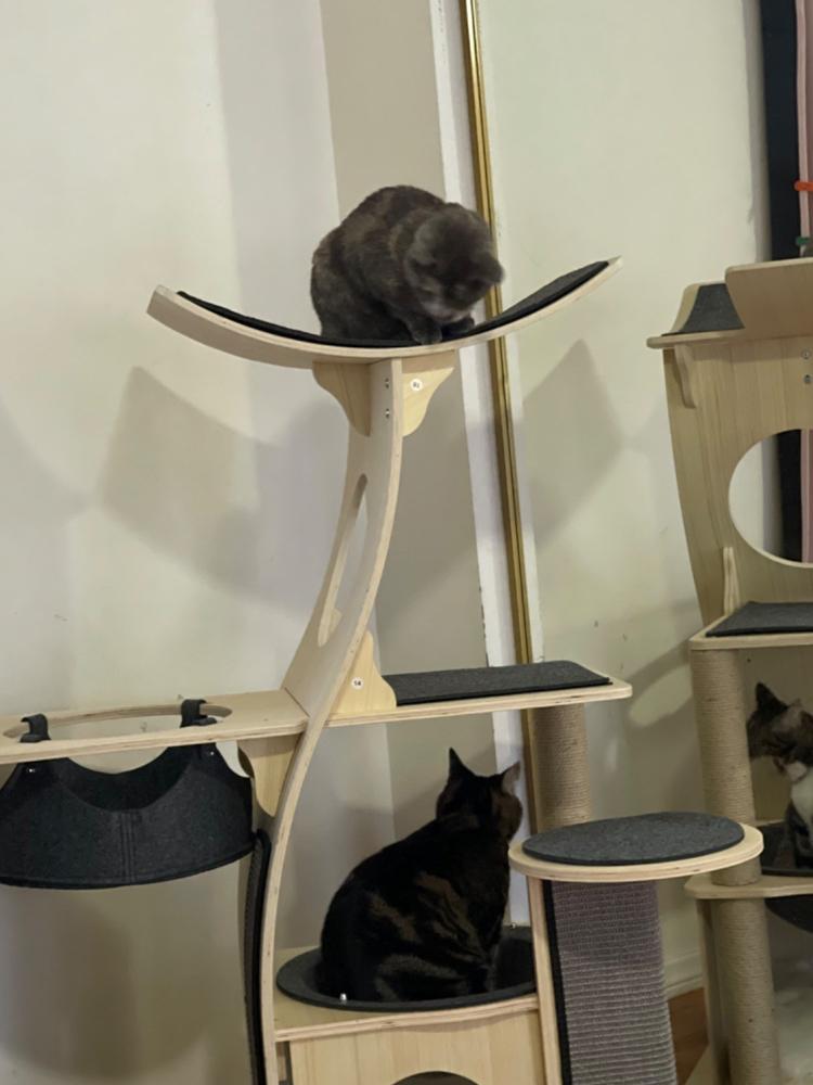 Jungle Gym Cat Tree 2.0 - Customer Photo From Justine Taylor