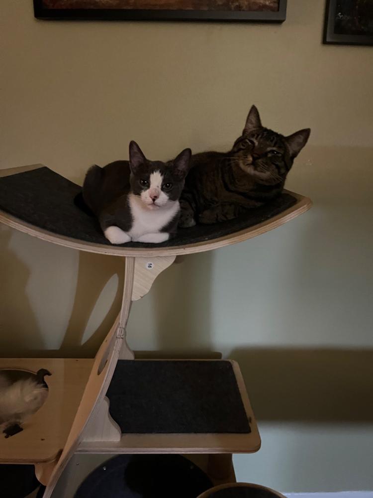 Jungle Gym Cat Tree 2.0 - Customer Photo From Gena Brailey
