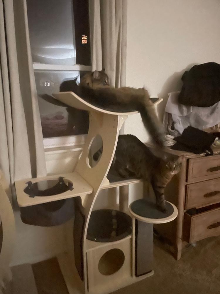 Jungle Gym Cat Tree 2.0 - Customer Photo From Jenn