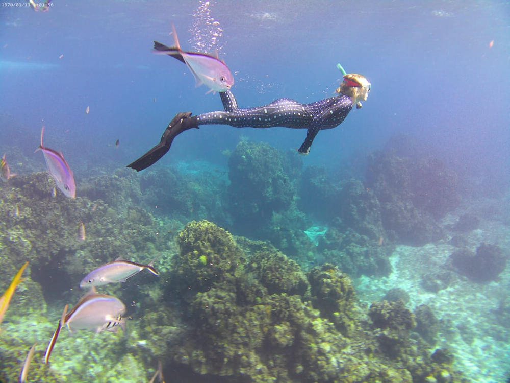 SlipIns Tiger Shark Dive Skins. The Leader In Sun Protective Swimwear –  Slipins Swimwear