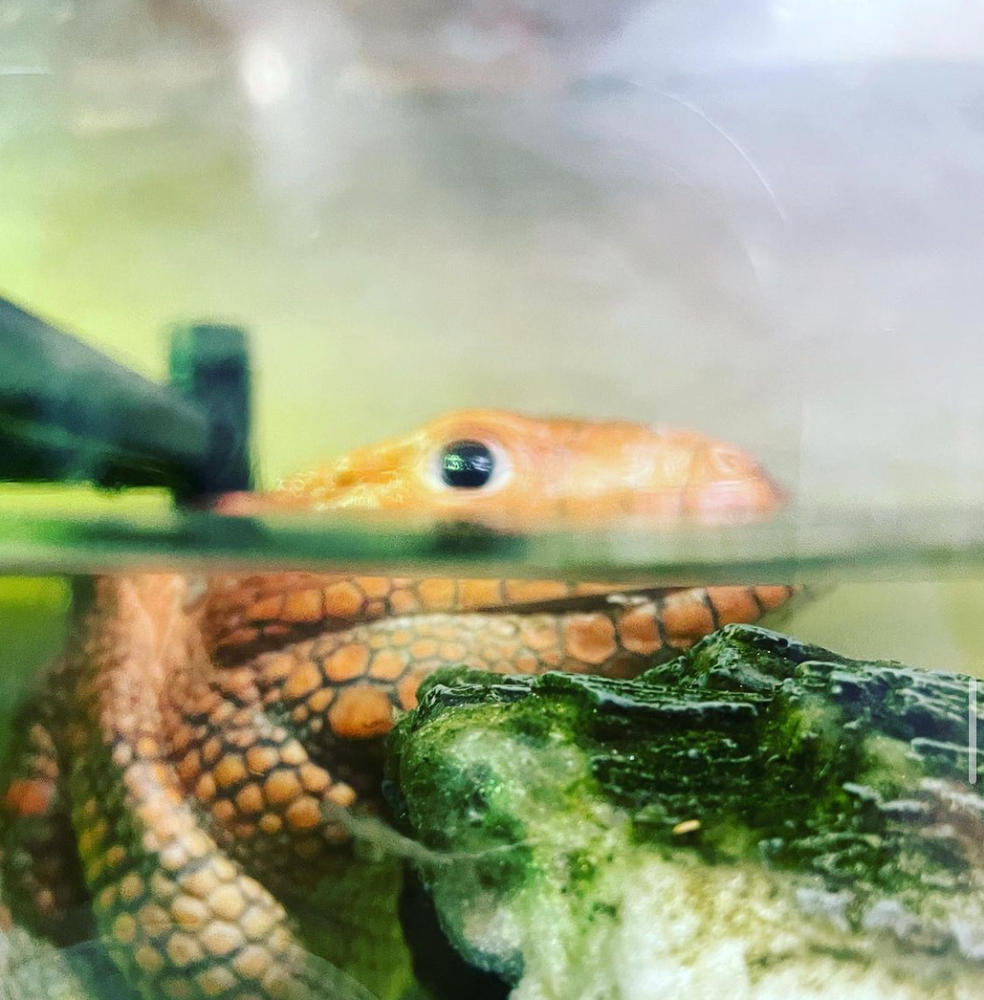 Zoomed Repti-Temp Digital Reptile Thermostat | Includes Attached DBDPet  Pro-Tip Guide - Controls Terrarium temperatures, Heat mat, Heat Tape and  More!