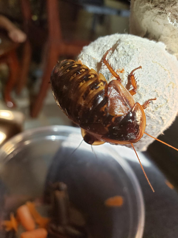 roaches for sale