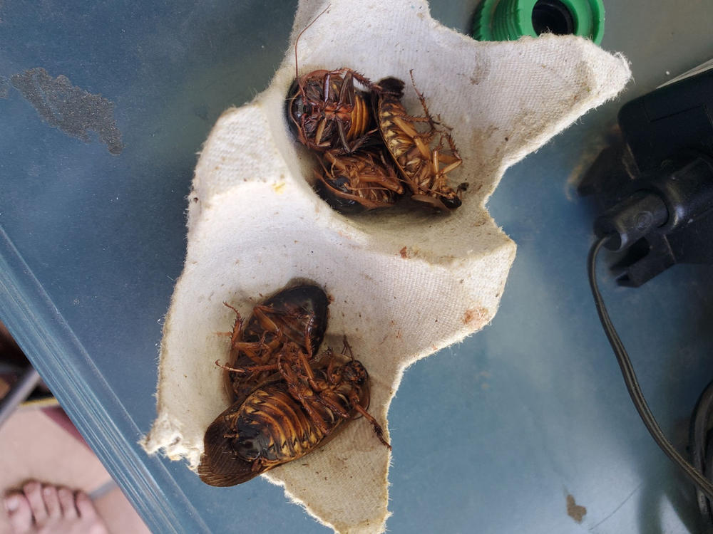 Adult Dubia Pairs