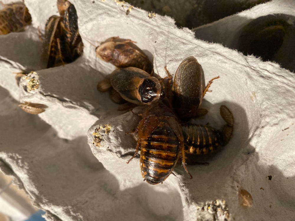 Adult Dubia Pairs