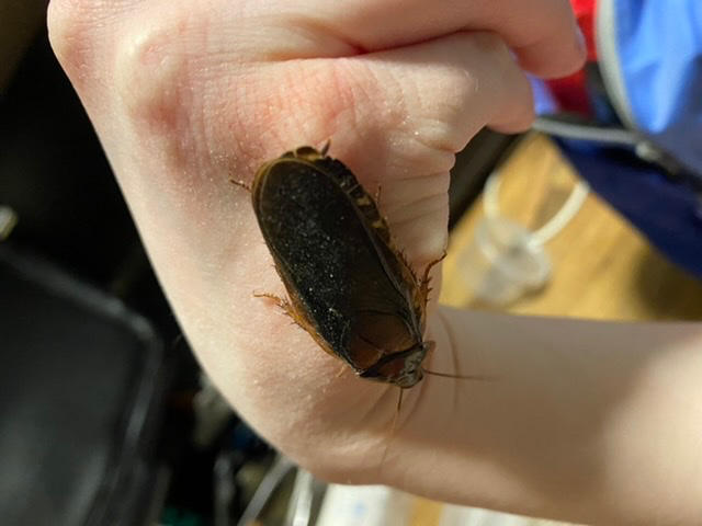 Adult Dubia Pairs