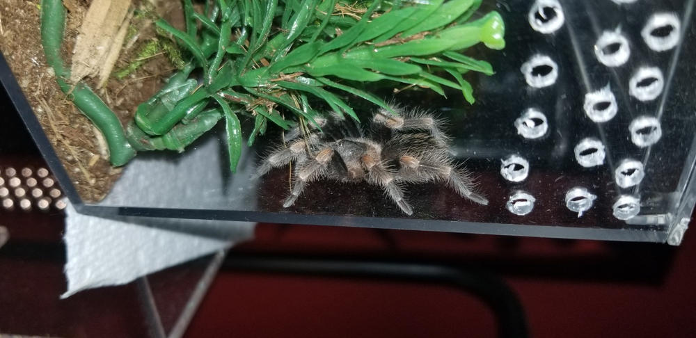 Extra Large Dubia Roaches »