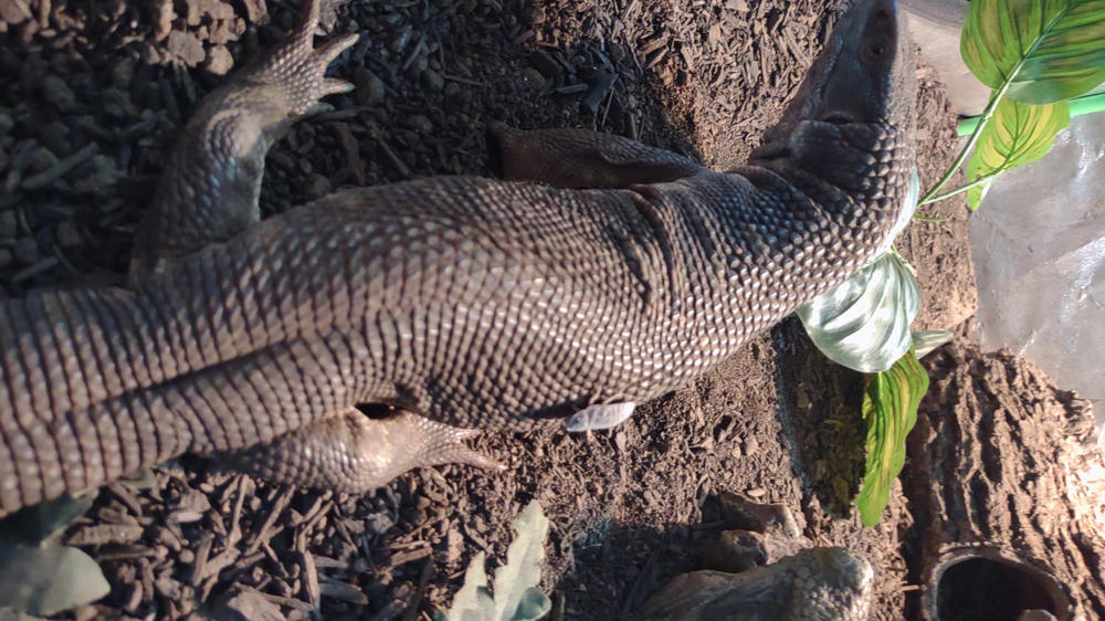Large 1" Dubia