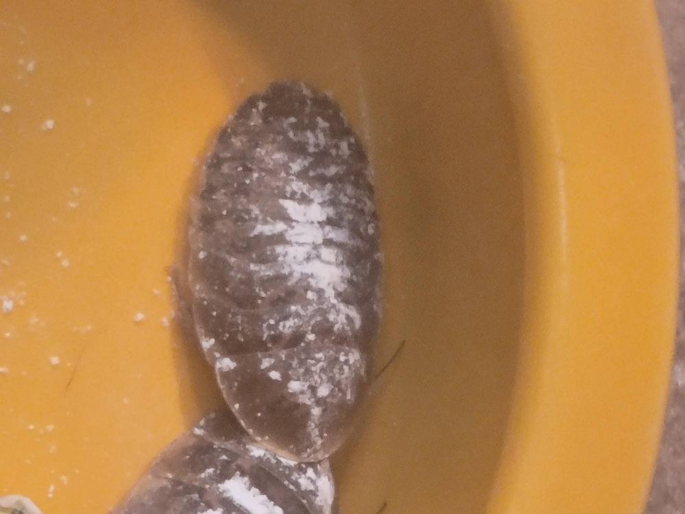 Large 1" Dubia