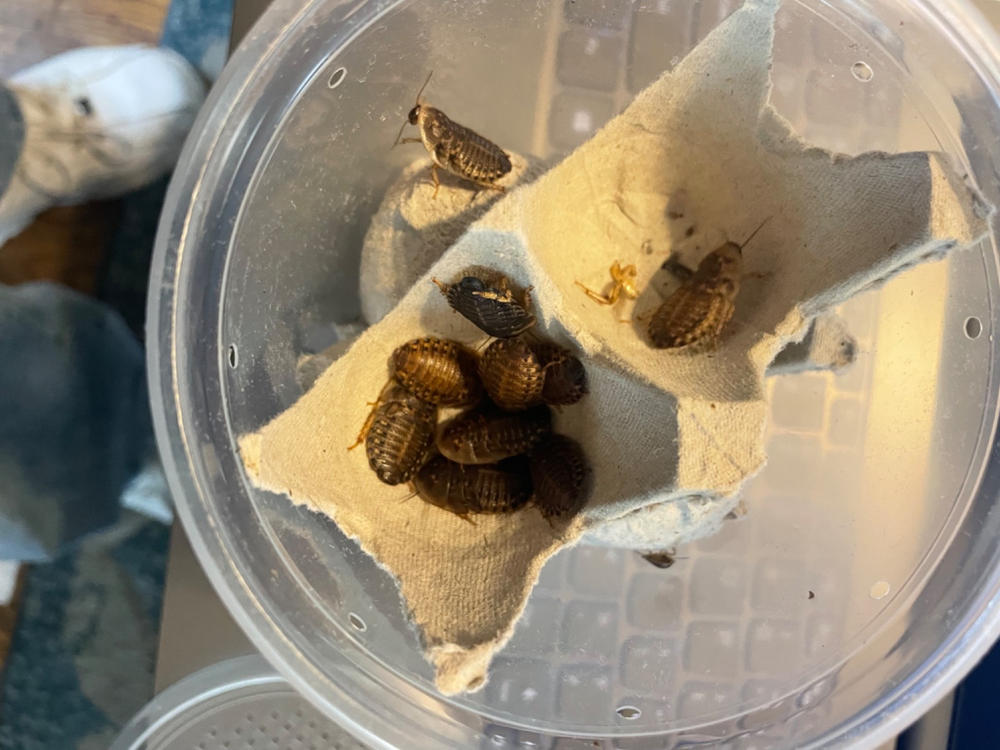 Large Dubia Roaches For Sale | Dubia.com