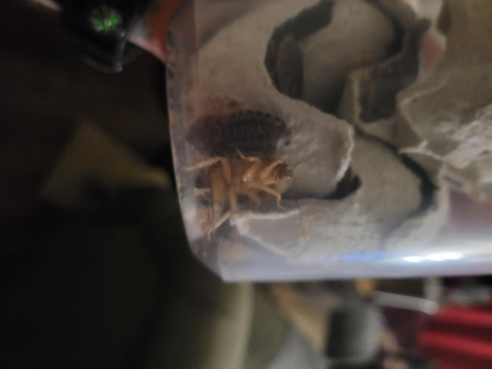 Large 1" Dubia