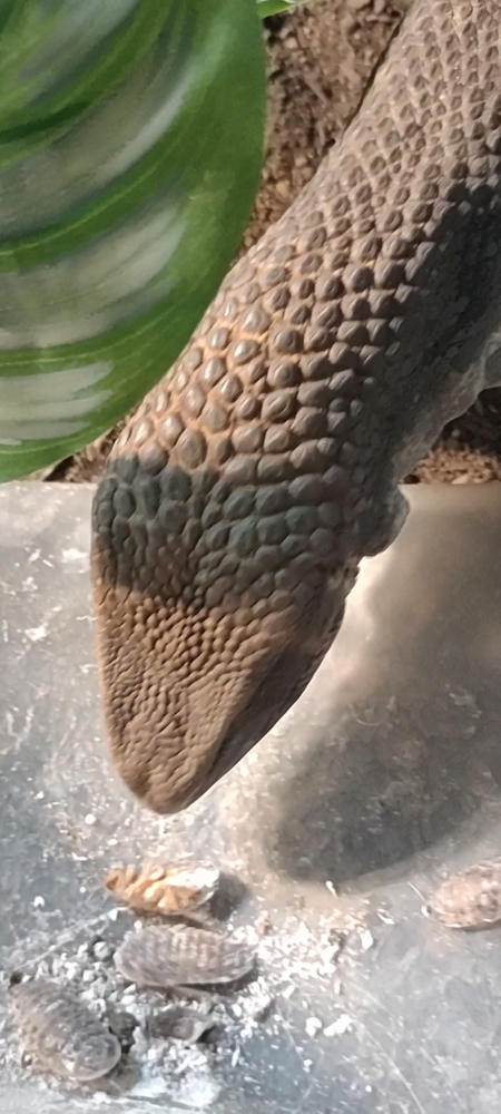 Large 1" Dubia