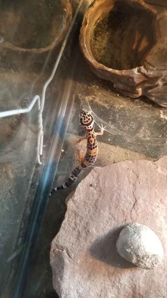 Extra Small Dubia Roaches »