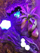 DubiaRoaches.com Exo Terra Glow Mushrooms Review