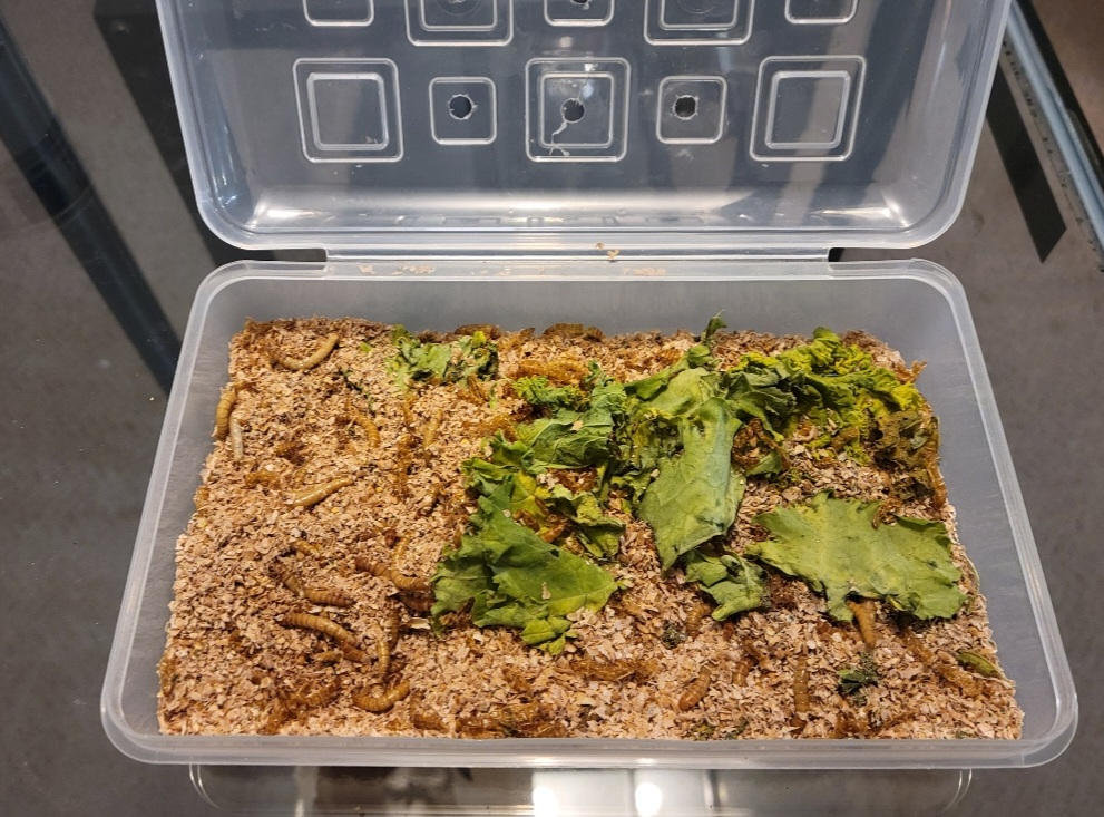 Large Mealworms for Sale Online