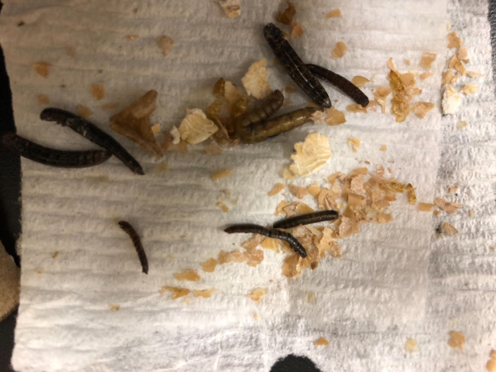 Large Mealworms for Sale Online
