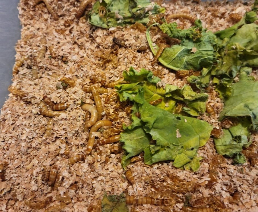 Large Mealworms for Sale Online