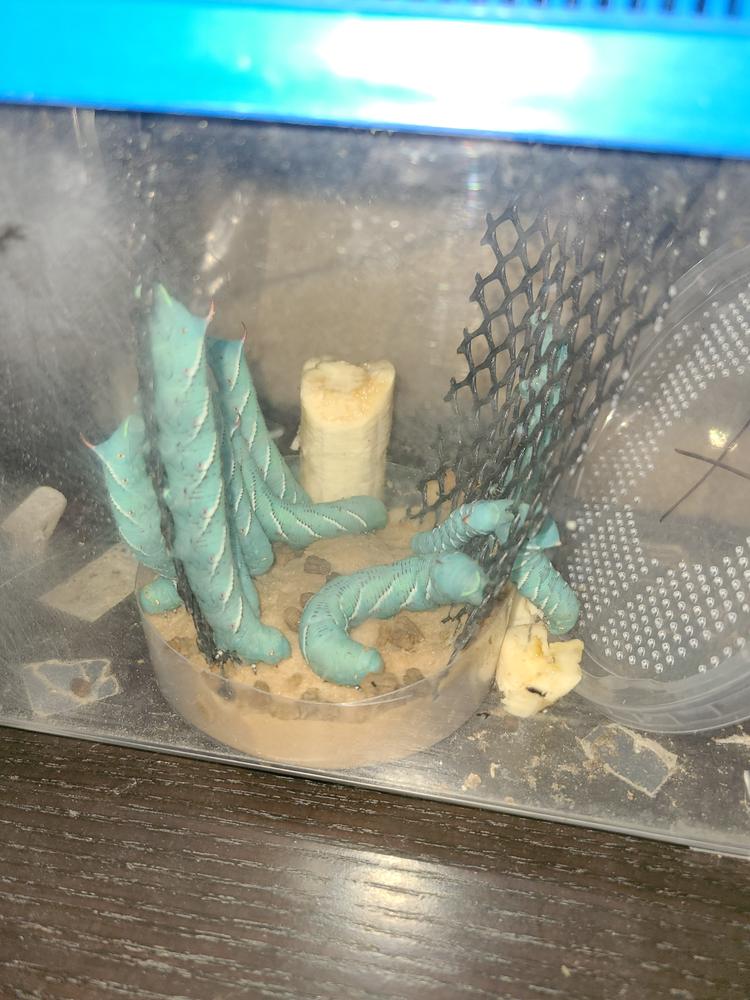 Large Hornworms