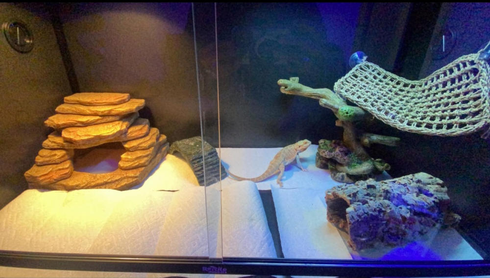 Reptile Habitats 4x2x2 PVC Reptile Enclosure 299 Free Shipping