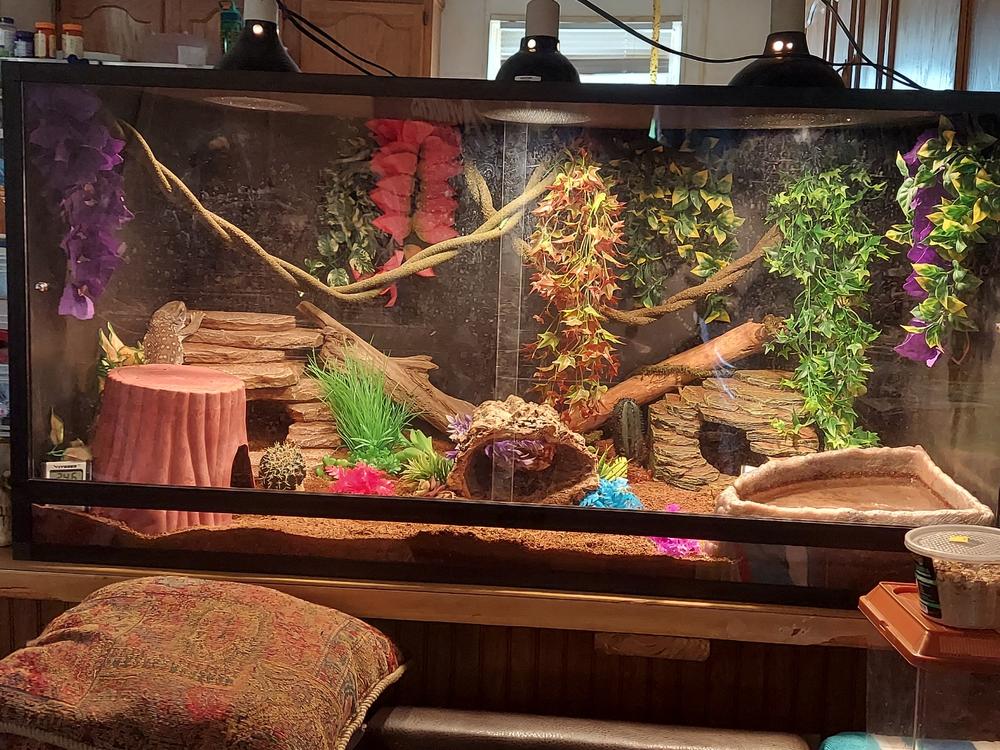 4’x2’x2’ Pvc Panel Reptile Enclosure– Dubiaroaches.com