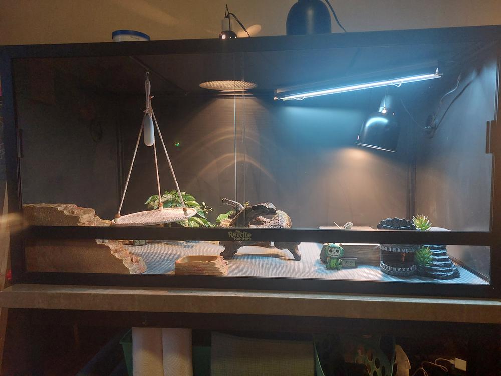 4x2x2 bearded dragon on sale enclosure