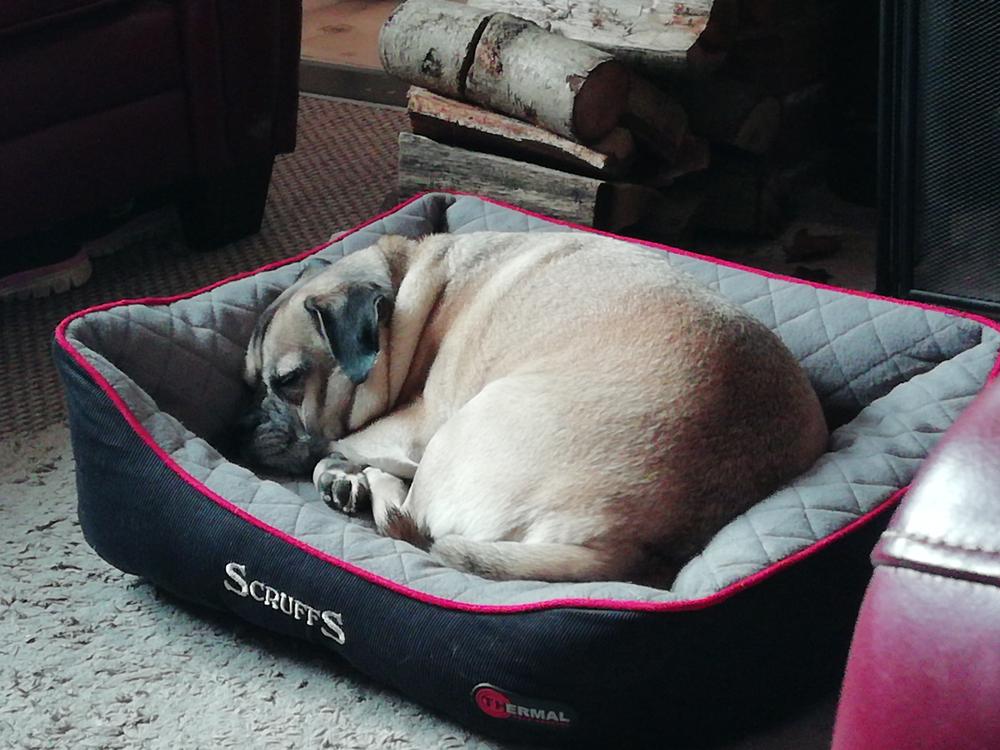 Thermal Box Bed - Black & Grey - Customer Photo From Maxine and Oscar