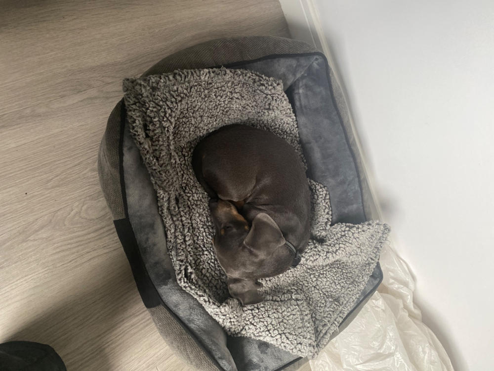 Chester Box Dog Bed - Graphite Grey - Customer Photo From Anonymous