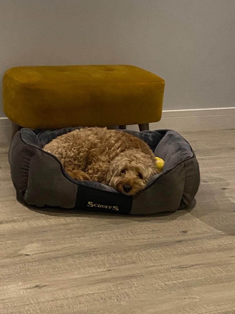 Chester Box Dog Bed - Graphite Grey - Customer Photo From Rachel Hooper