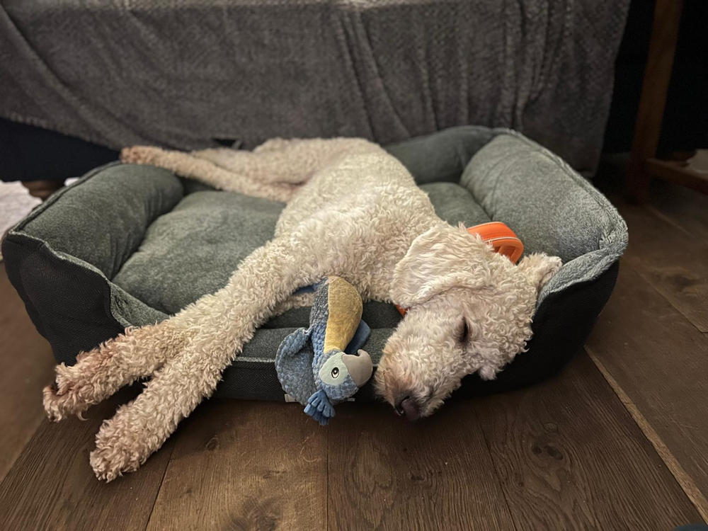 Harvard Memory Foam Box Bed - Graphite Grey - Customer Photo From Fran Craven