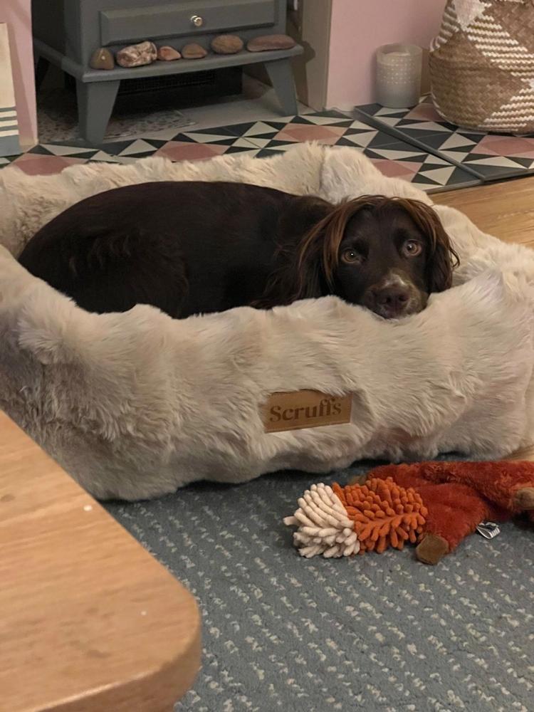 Alpine Box Bed - Champagne - Customer Photo From Denise Hamilton