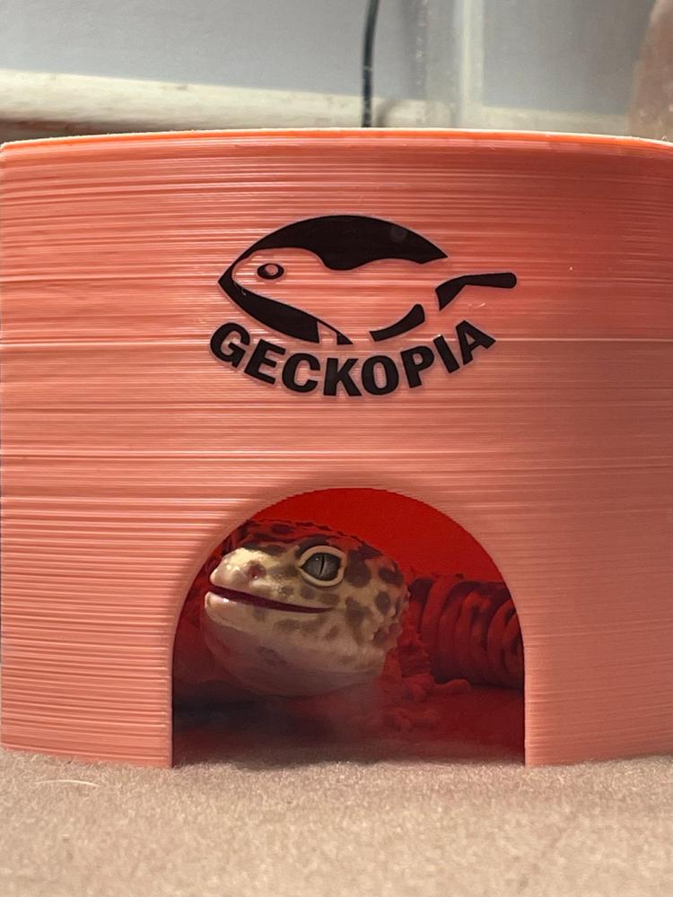 Gecko Potty Pad – Geckopia