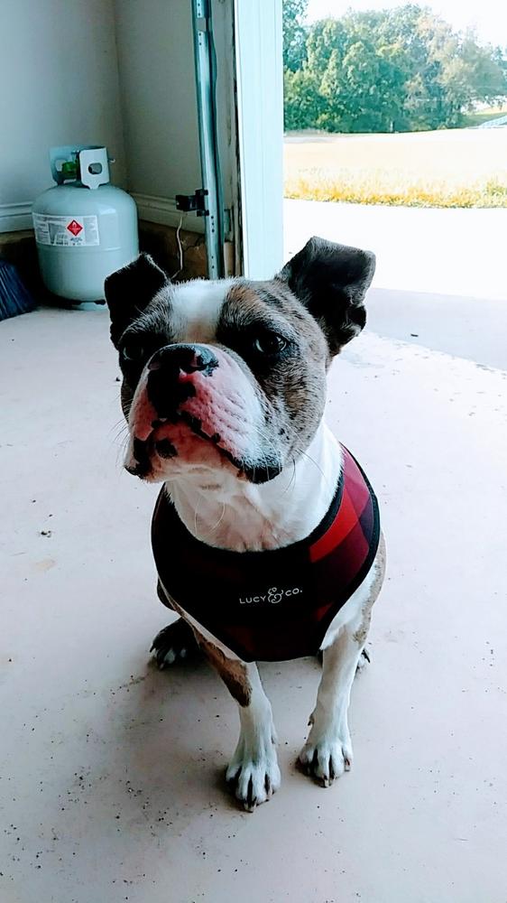 holly and co dog collars