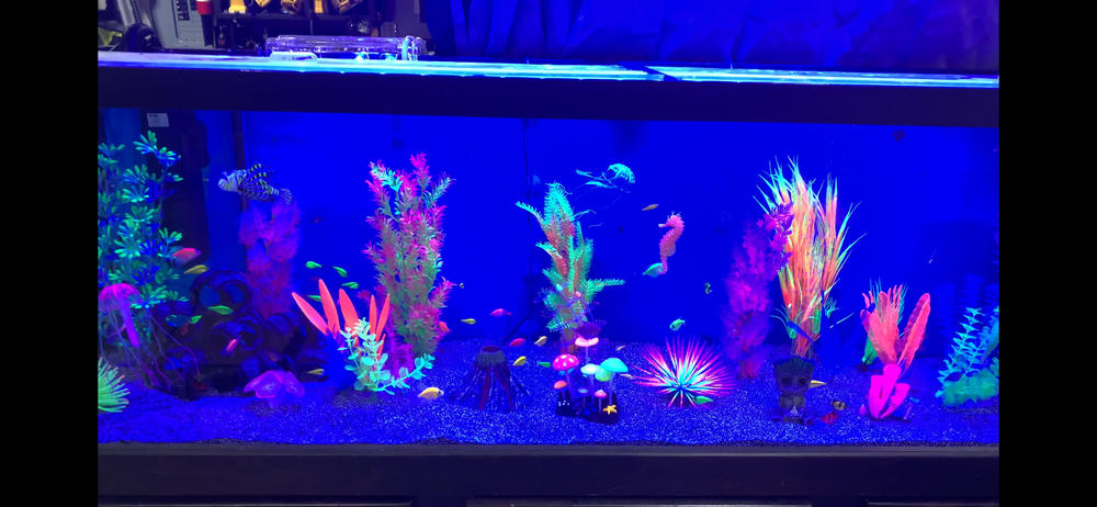 GloFish® Halloween Collections (2 options available) - Customer Photo From Paul Tran