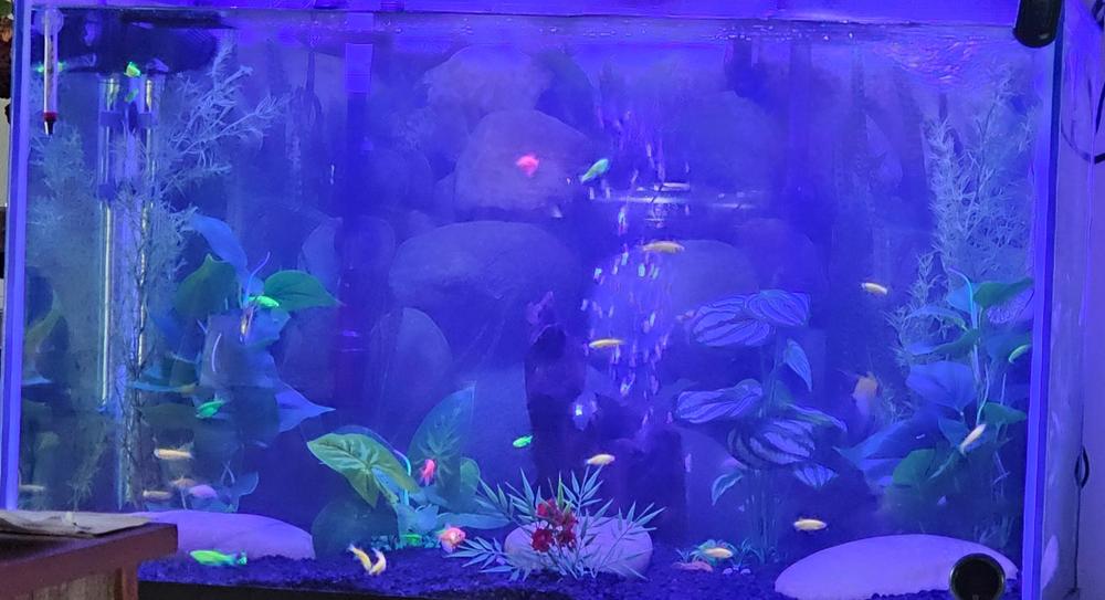 GloFish® Zebra Danio Single Color Collections 6ct - Customer Photo From Caryn Green