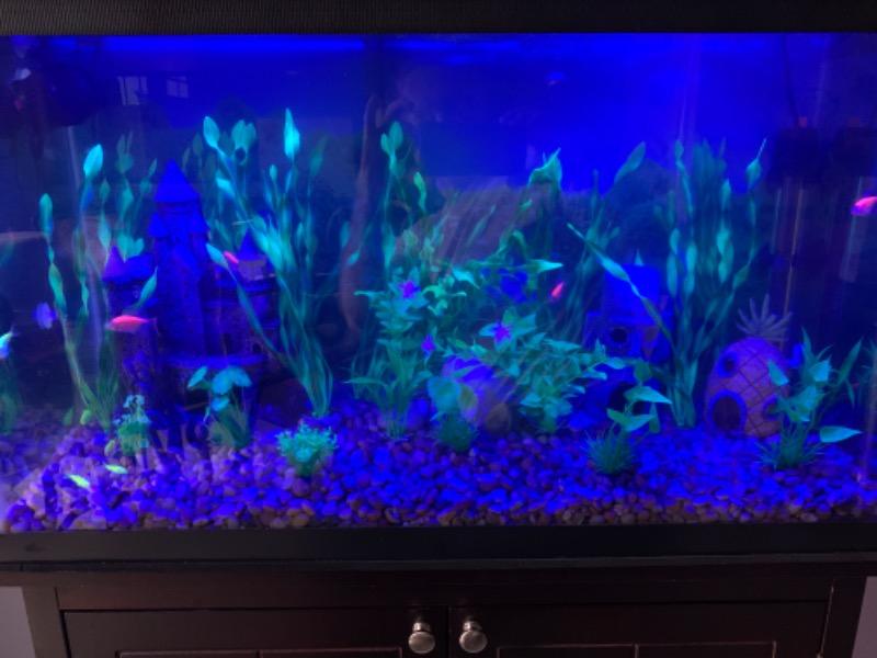 GloFish® Zebra Danio Single Color Collections - Customer Photo From Anonymous