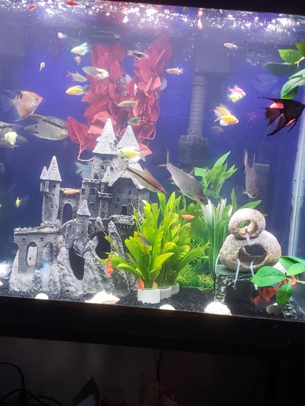 GloFish® Zebra Danio Single Color Set (6ct) - Customer Photo From Montrell Matthews