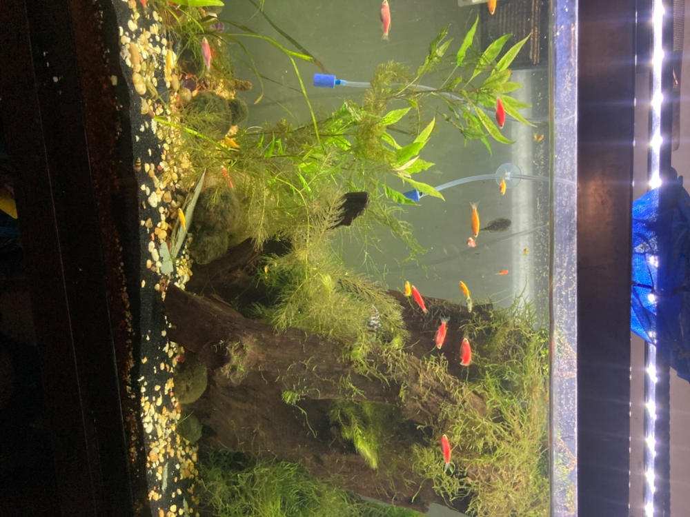 GloFish® Danio Single Color Collections - Customer Photo From William Montague