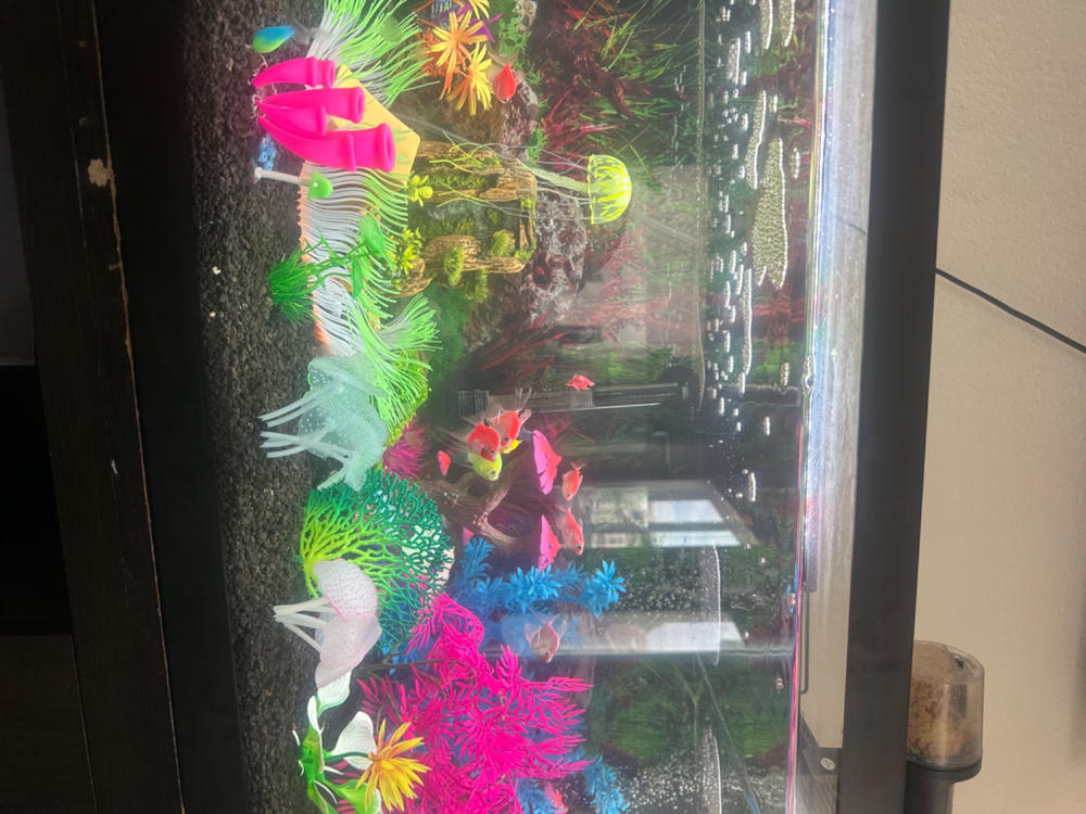 GloFish® Rainbow Shark - Customer Photo From Alexander Hines