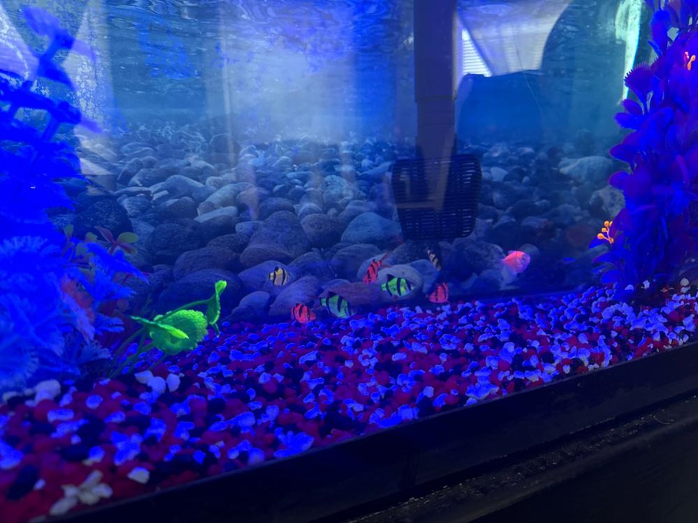 GloFish® Rainbow Shark Add-on - Customer Photo From Trevonte Ousley