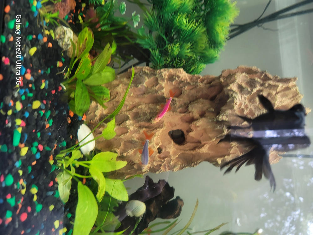 GloFish® Rainbow Shark Add-on - Customer Photo From Paula LaPorte