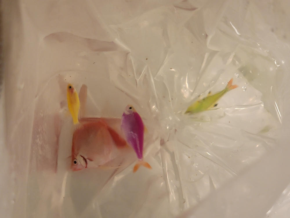 GloFish® Rainbow Shark - Customer Photo From Anonymous
