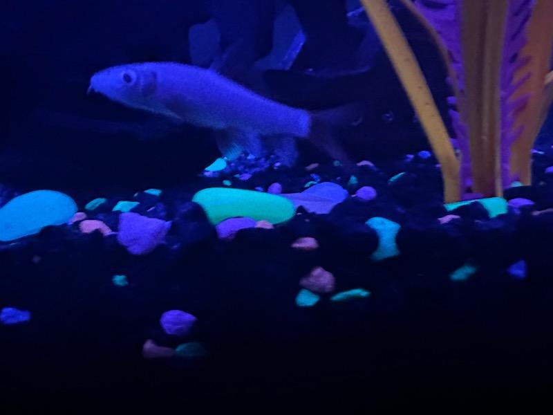 GloFish® Rainbow Shark - Customer Photo From Michelle Molina