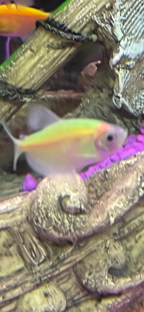 GloFish® Tiger Barb Add-on Collection 3pk (puntius tetrazona) - Customer Photo From Tony Carter