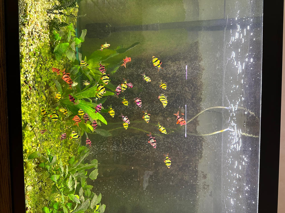 GloFish® Tiger Barb Add-on Collection 3pk - Customer Photo From Vidal Chavez