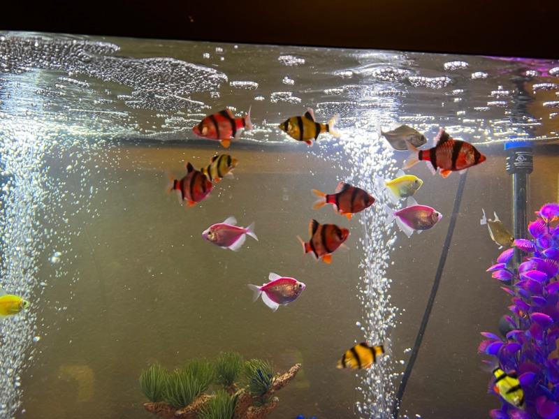GloFish® Barb Add-on Collection - Customer Photo From Neil Cranek