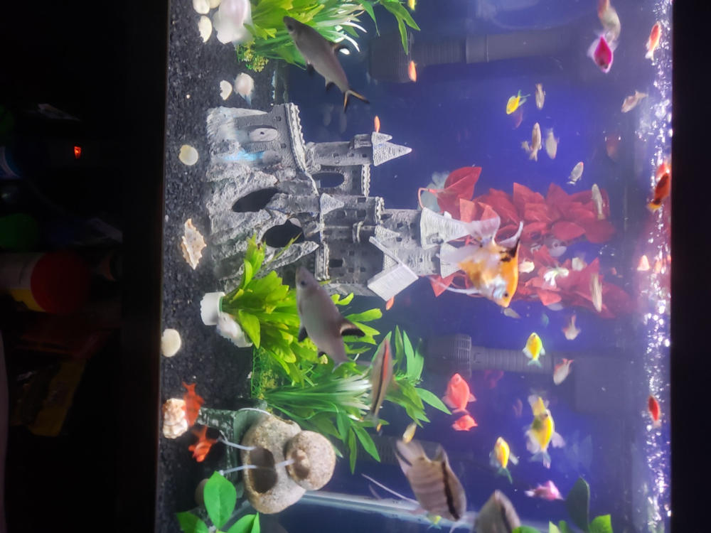 GloFish® Tiger Barb Single Color Set (3ct) - Customer Photo From Montrell Matthews